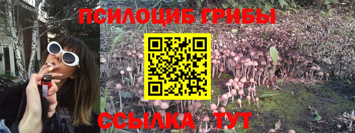 Галлюциногенные грибы Psilocybe Черкесск